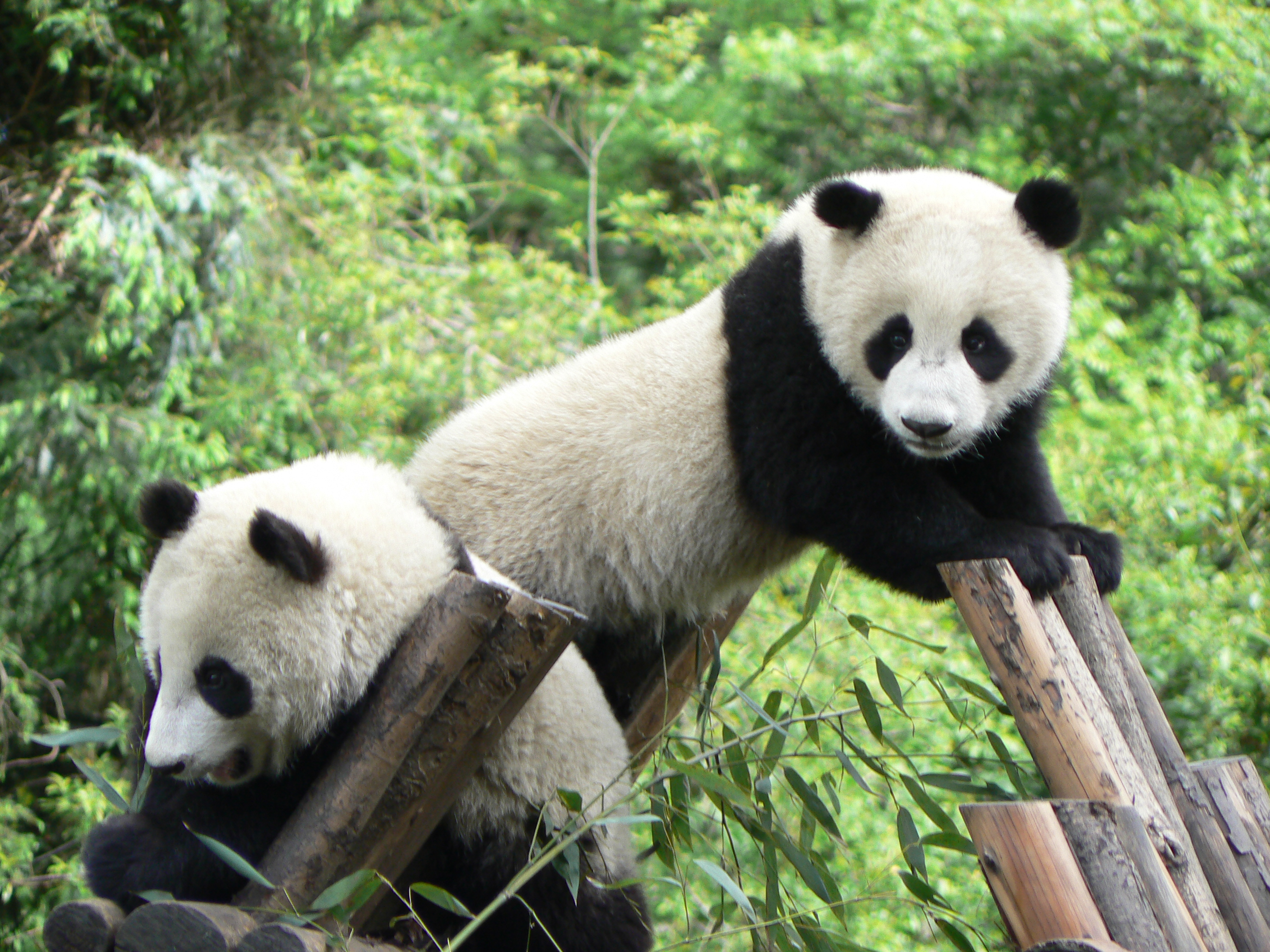 Pandas