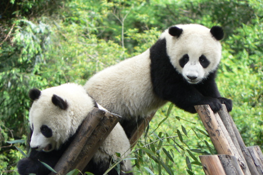 Pandas