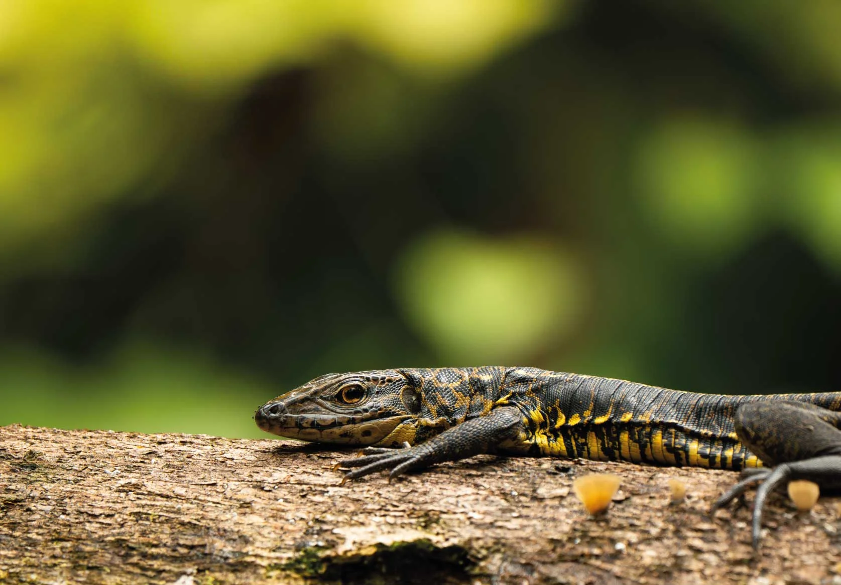 Lagarto Caiman Del Norte Dracaena Guianensis