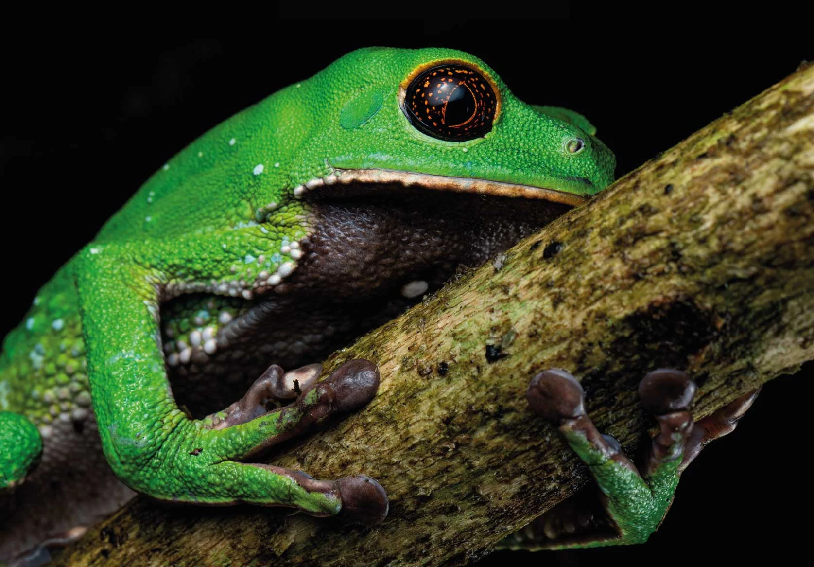 Giant Monkey Frog