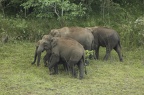 Elephants