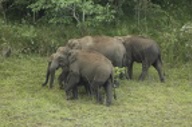 Elephants