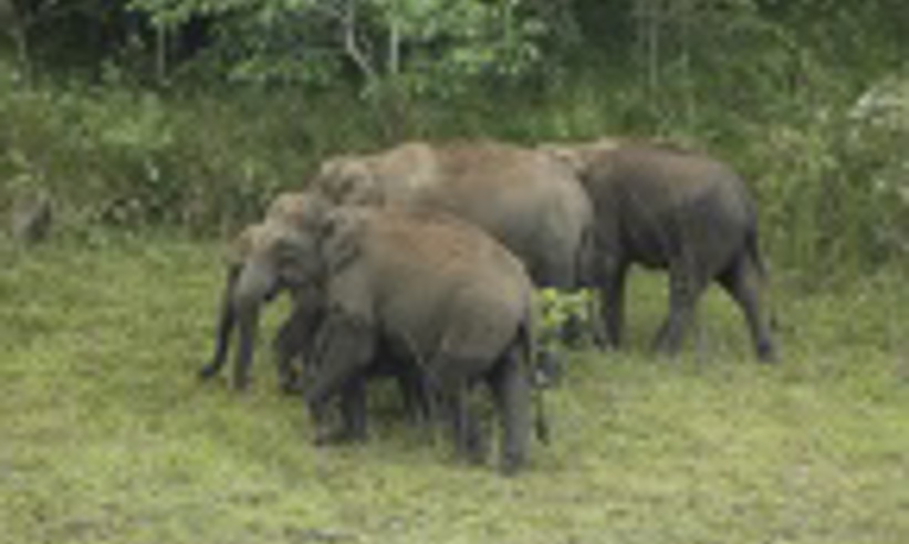 Elephants