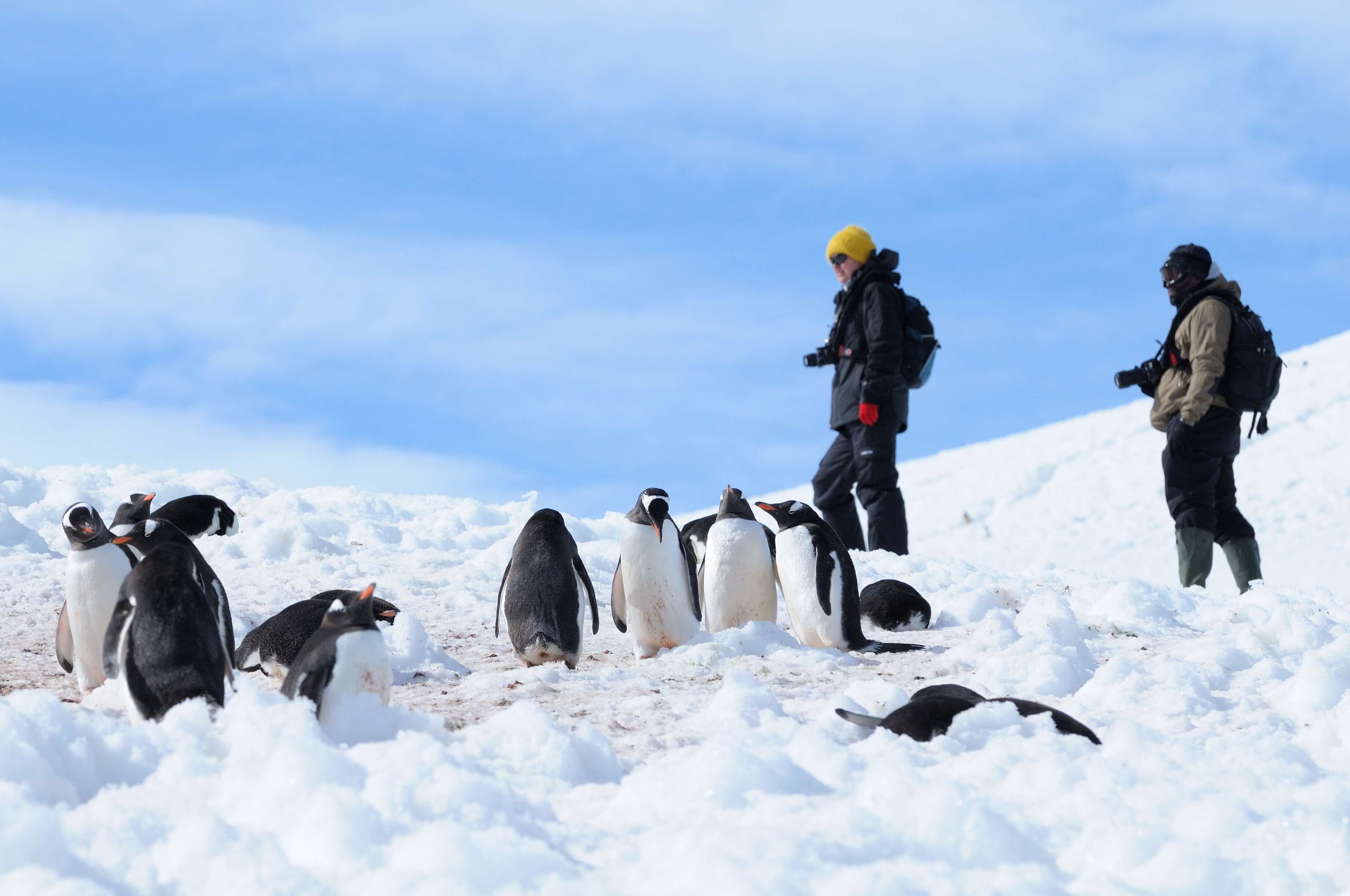 Gentoos In The Snow Antarctic Peninsula Sandra Petrowitz