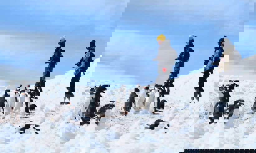 Gentoos In The Snow Antarctic Peninsula Sandra Petrowitz