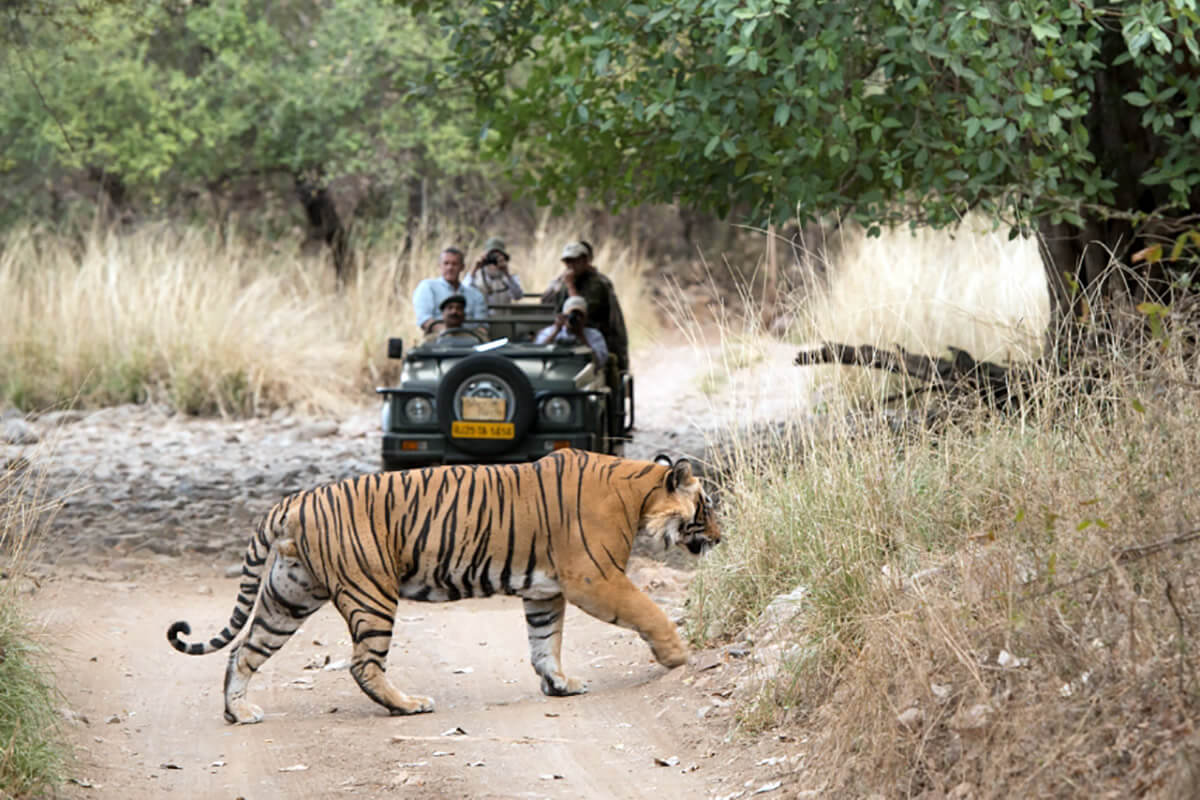 On Safari