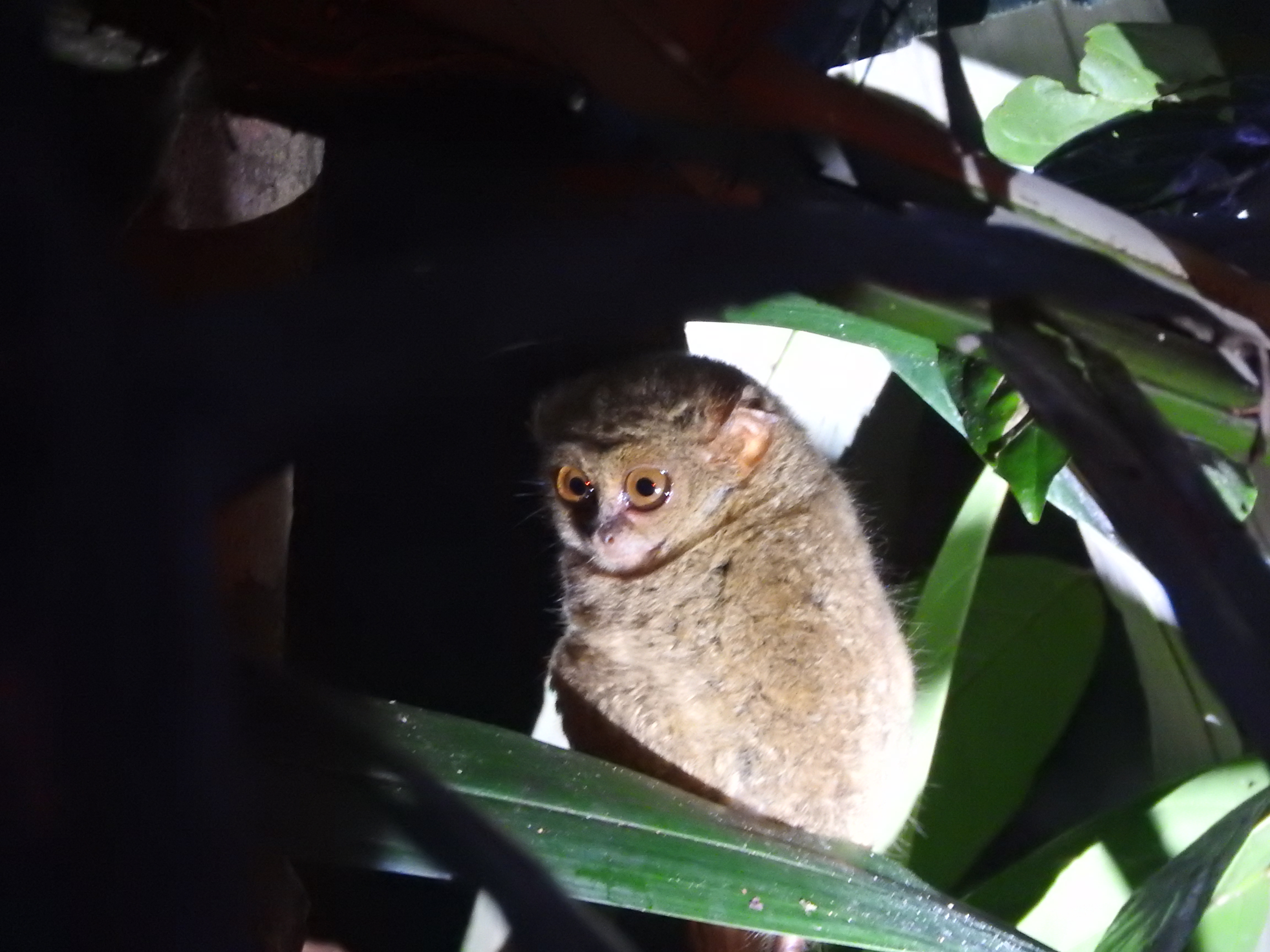 Tangkoko Tersier 2