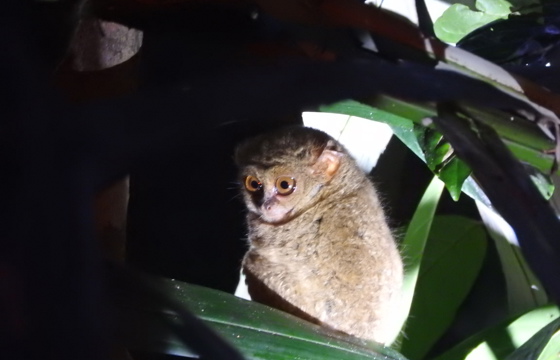 Tangkoko Tersier 2