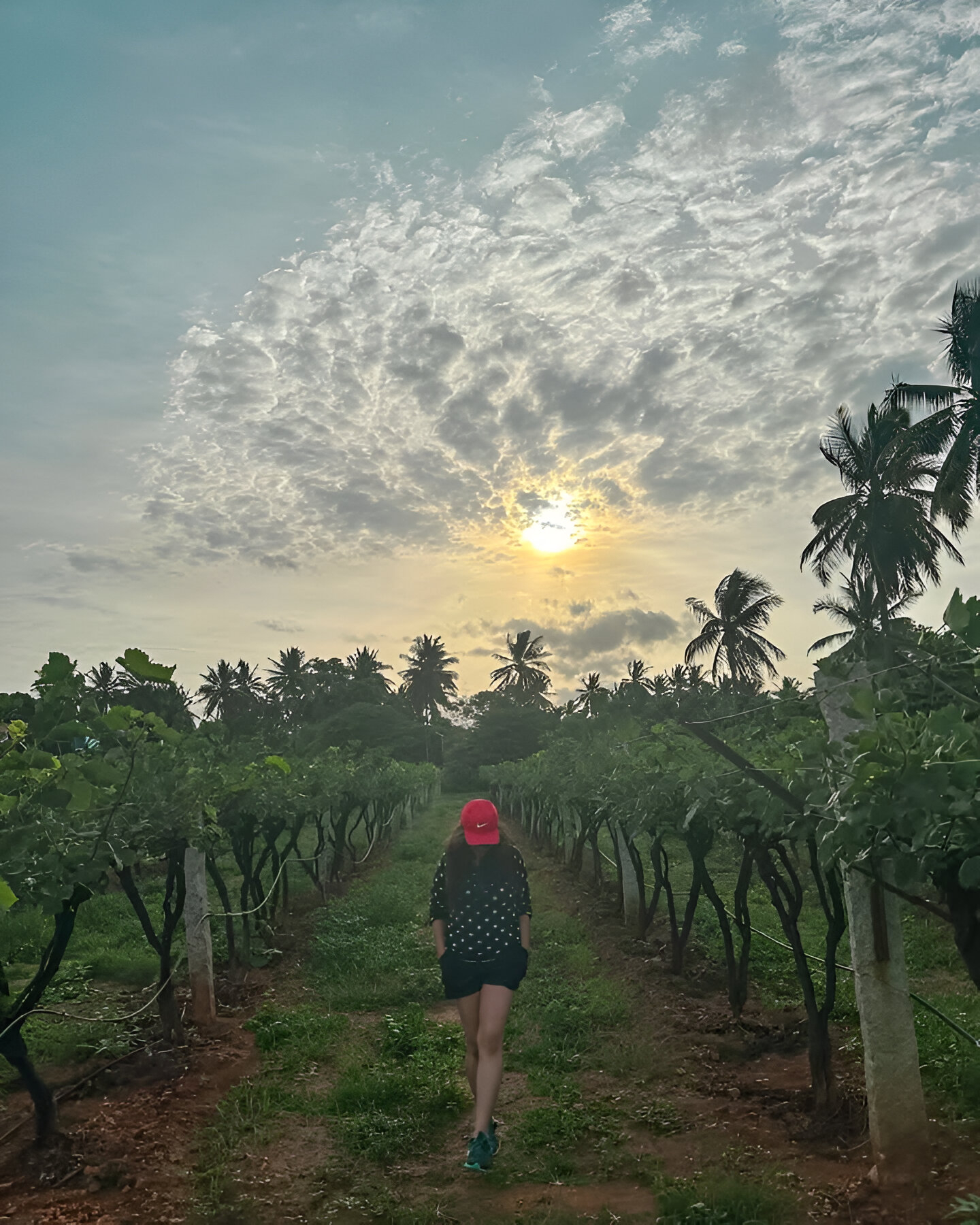 Vineyard Big Banyan Vineyard & Resort (9)