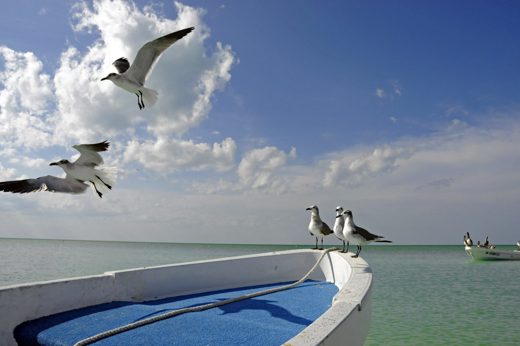 GAVIOTAS EN BARCA.F Scaled