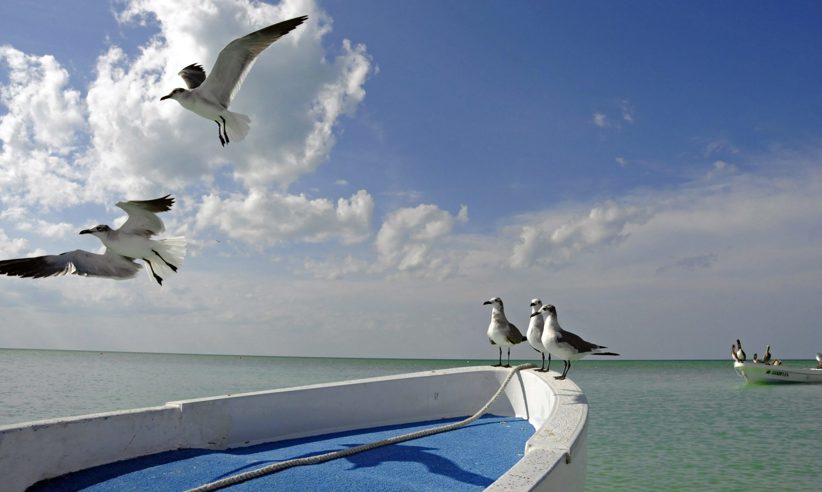 GAVIOTAS EN BARCA.F Scaled