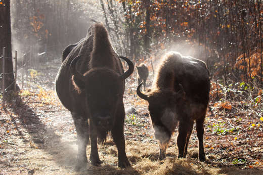 Misty Morning Matriarch F2 Calf Dec2022 Donovan Wright