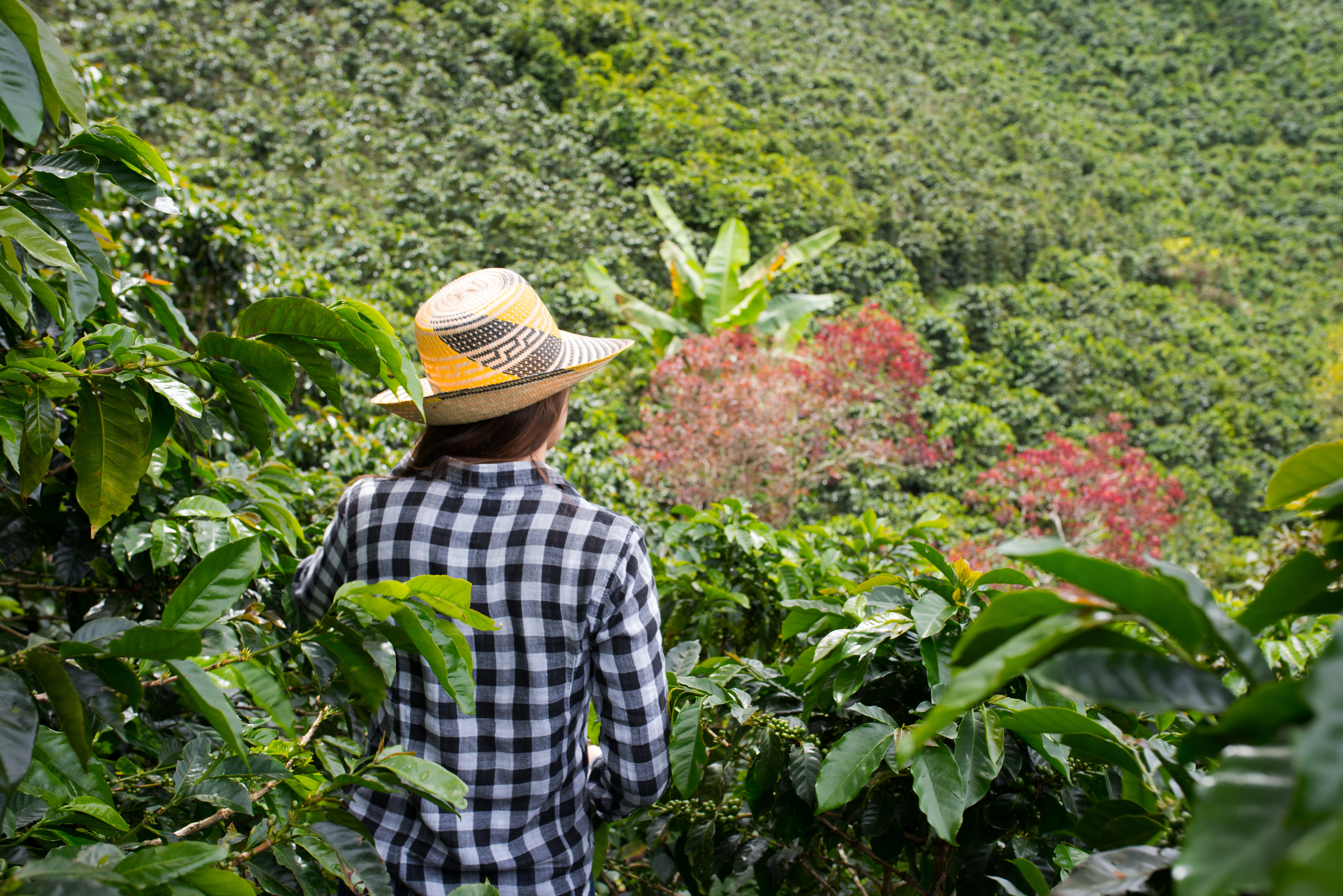 Coffee Region 9