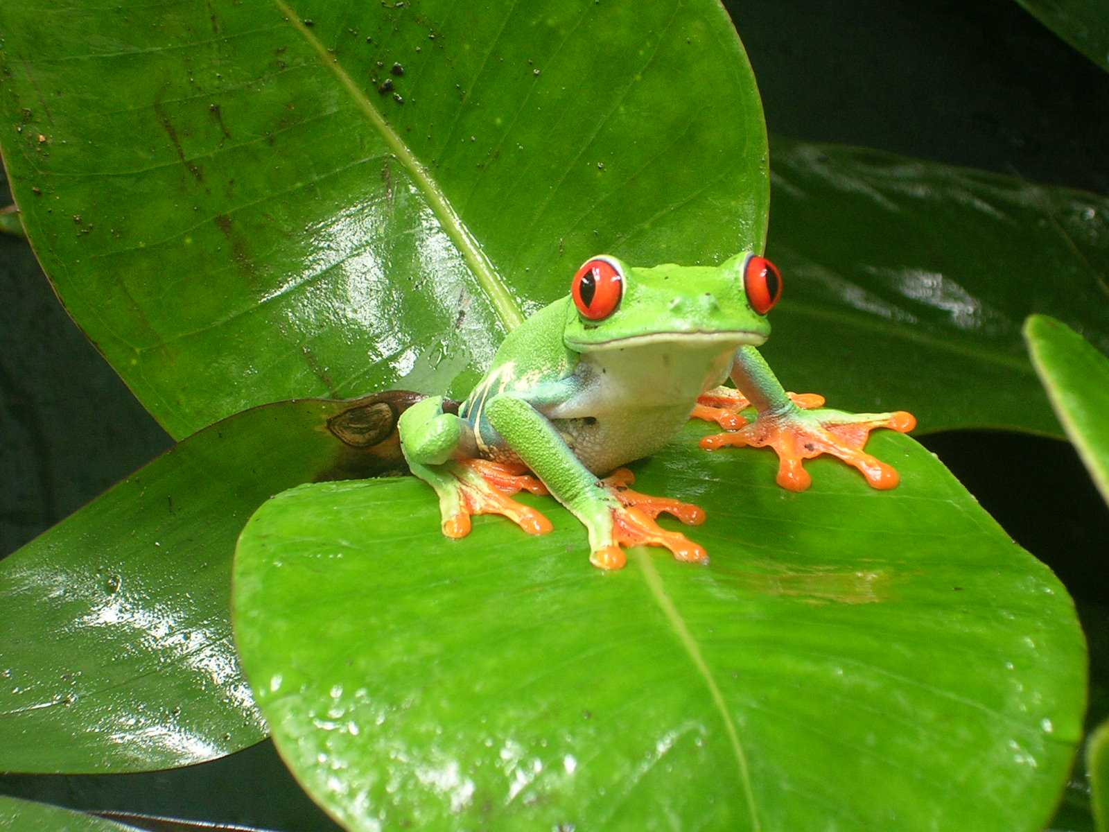 Frog 54