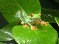 Frog 54
