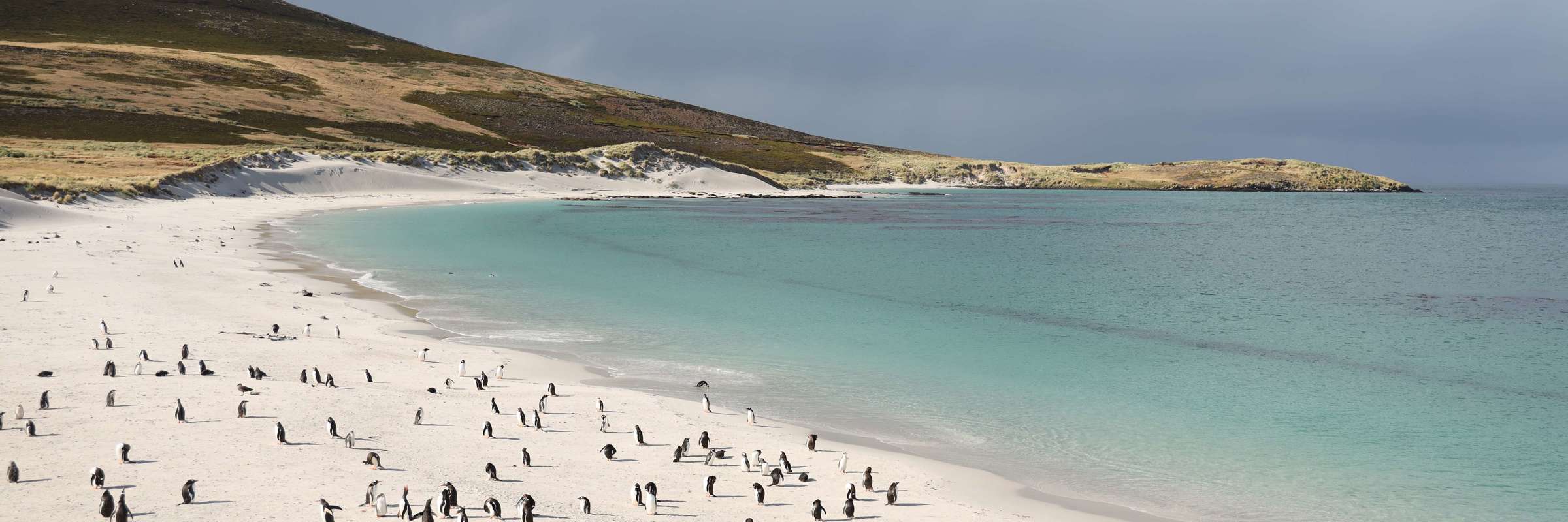 Carcass Island 2