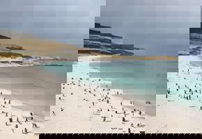 Carcass Island 2