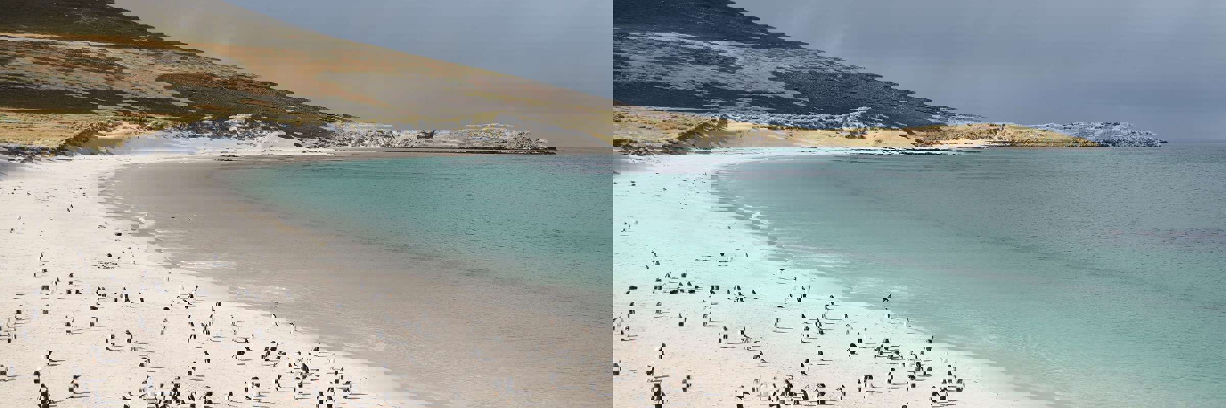 Carcass Island 2