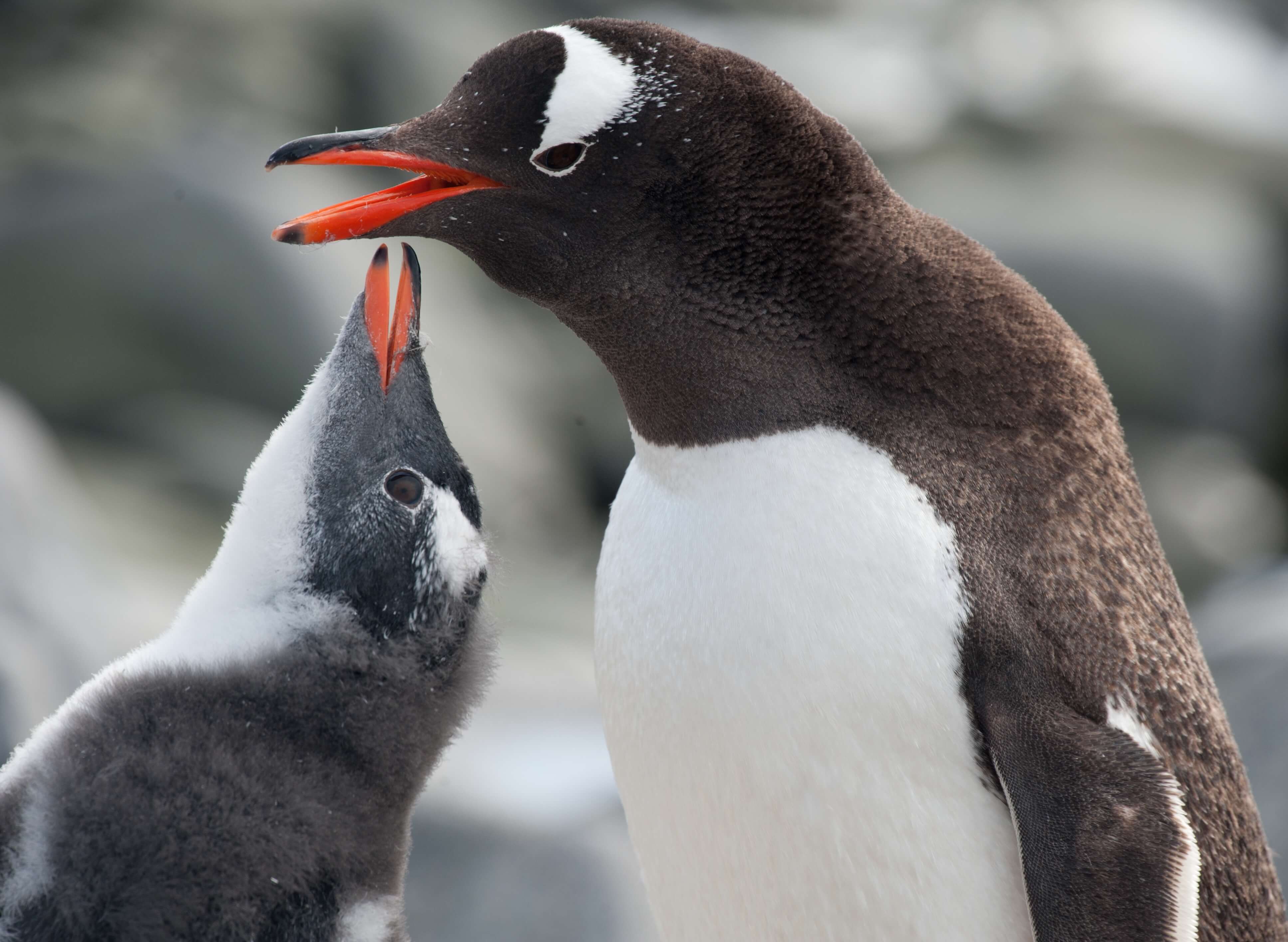 Gentoo Penguin With Chick Erwin Vermeulen
