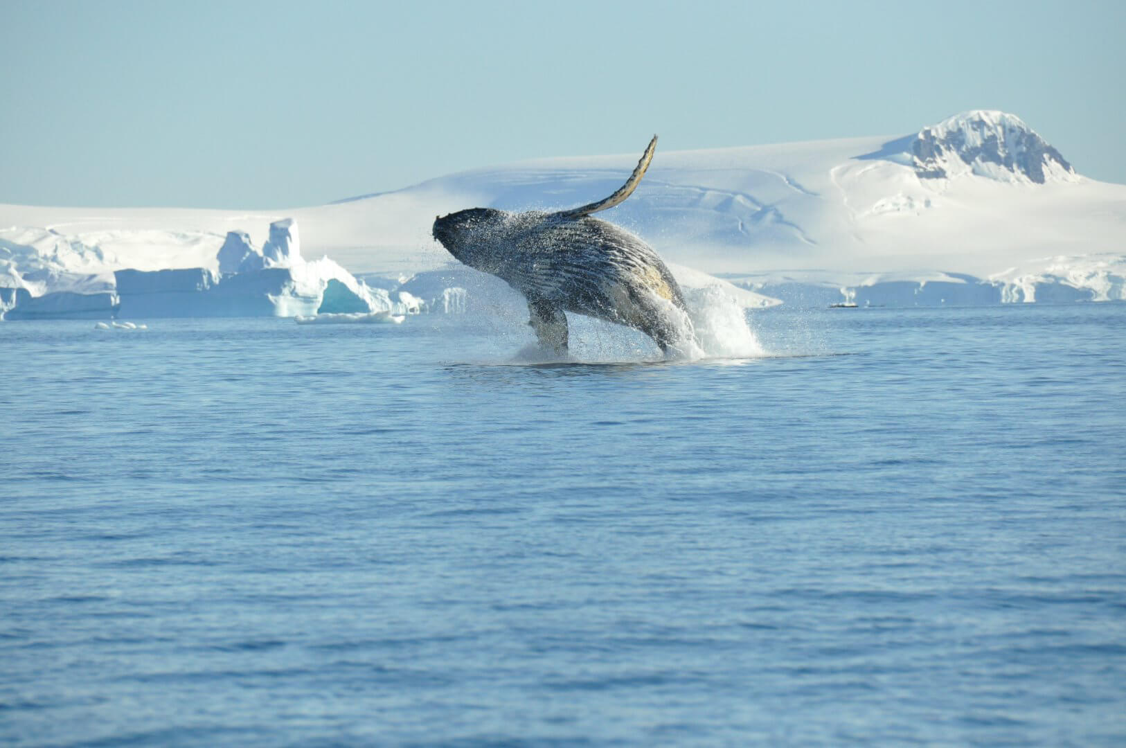 Humpback Whale Breaching Antarctica Nicolo De Cata Oceanwide Expeditionsjpg Nicolo De Cata