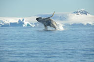 Humpback Whale Breaching Antarctica Nicolo De Cata Oceanwide Expeditionsjpg Nicolo De Cata