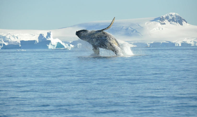 Humpback Whale Breaching Antarctica Nicolo De Cata Oceanwide Expeditionsjpg Nicolo De Cata