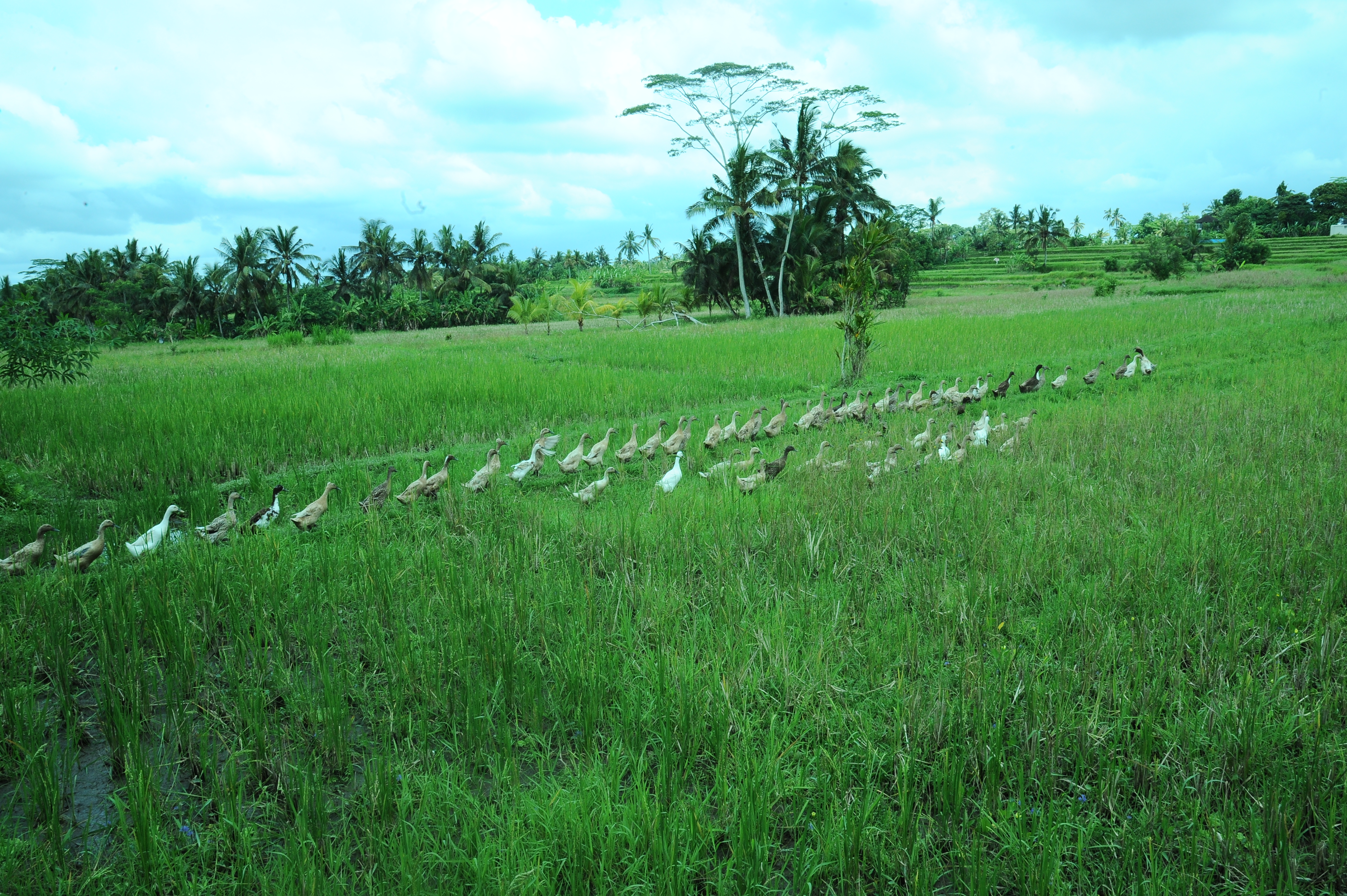 A line of ducks crosses vibrant rice paddies beneath a tropical sky in the rural hearth of Ubud, Bali, Indonesia. 