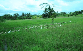 A line of ducks crosses vibrant rice paddies beneath a tropical sky in the rural hearth of Ubud, Bali, Indonesia. 