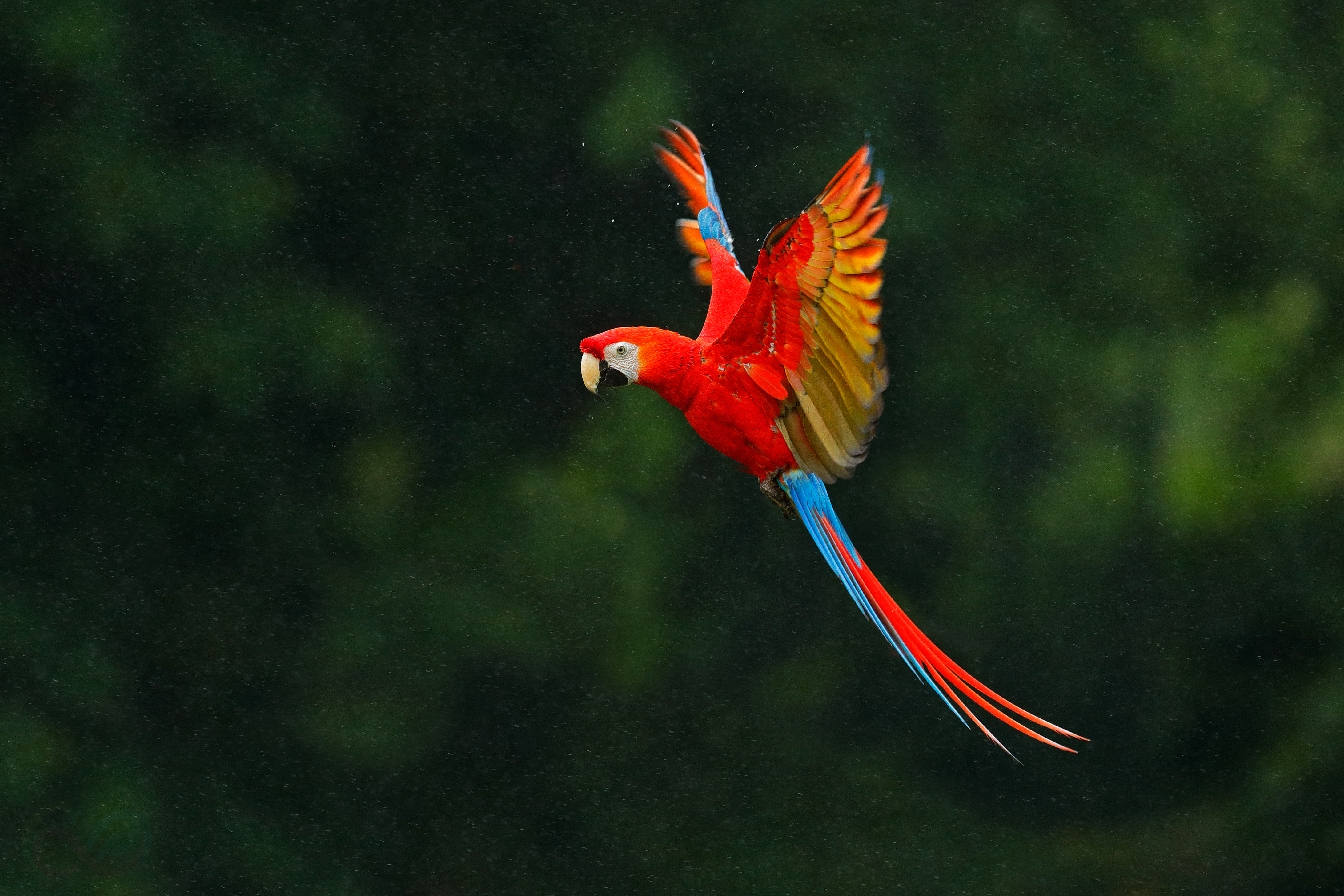 Amazonas 3